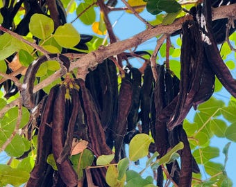 Carob pods 1 lb