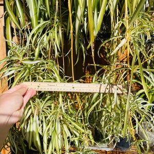 Spider plant cuttings