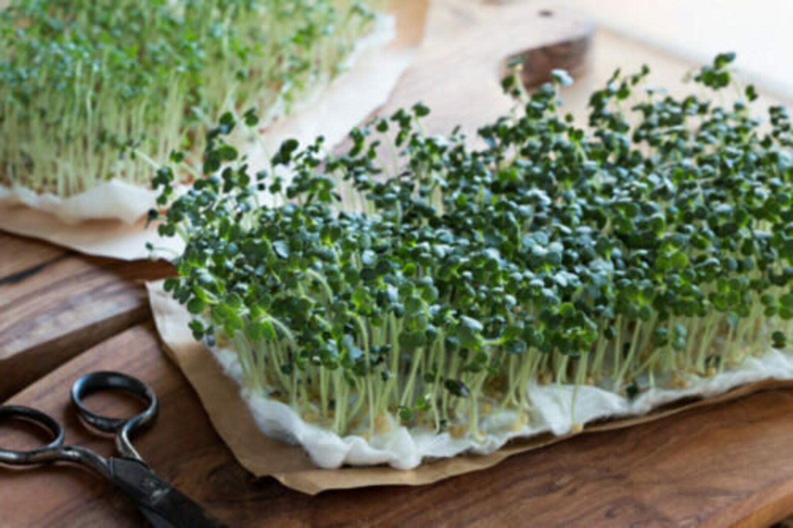 10 Growing Mat Media Microgreens Wheatgrass Sprout Sprouting Etsy