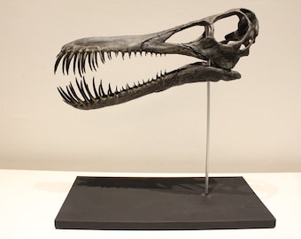 限定版モササウルスの頭骨化石「ブラックパール」 - Etsy 日本