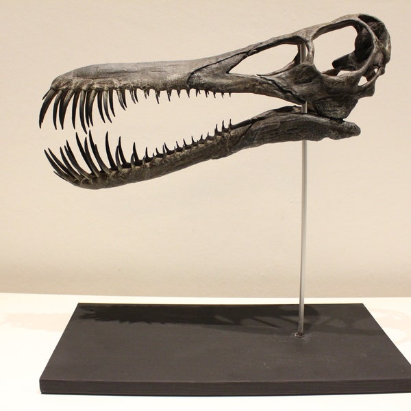 Pterosaurier (Flugsaurier) Dino Skull "The Beast"