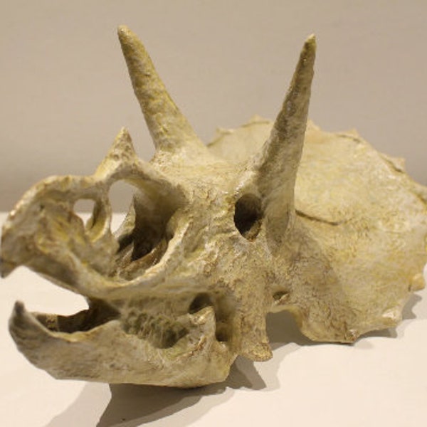 Triceratops Schädel (hell, Unikat)