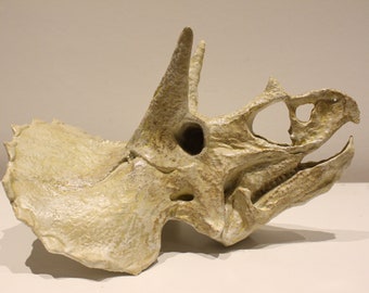 Giant/Large Triceratops skeleton (skull) unique