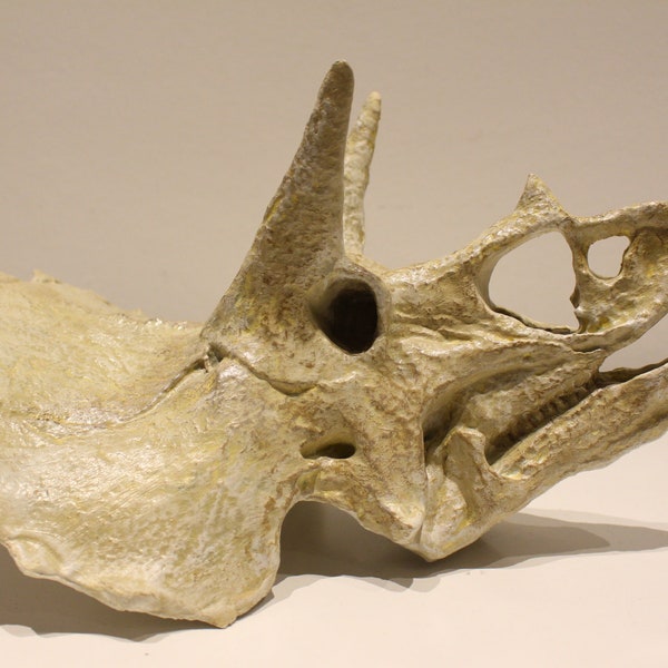 Giant/Large Triceratops skeleton (skull) unique