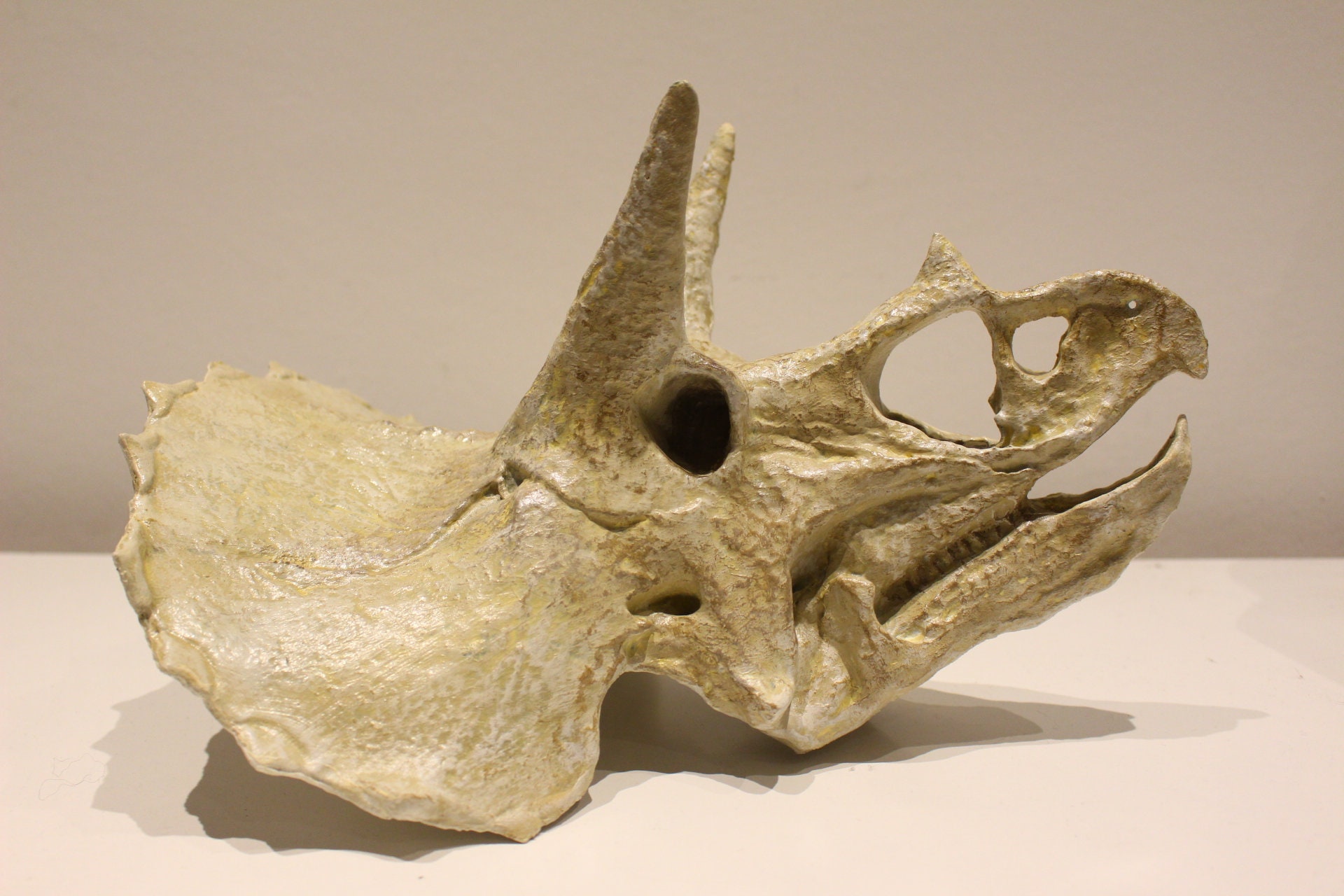 Giant/large Triceratops Skeleton (skull) Unique - Etsy