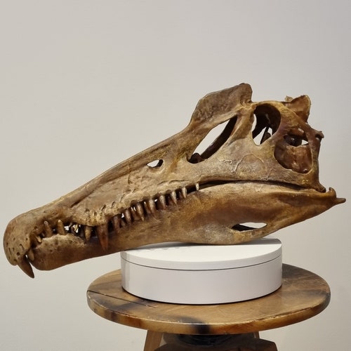 Crâne de Spinosaurus géant (réplique)