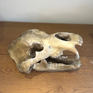 1:1 Cave Bear Skull