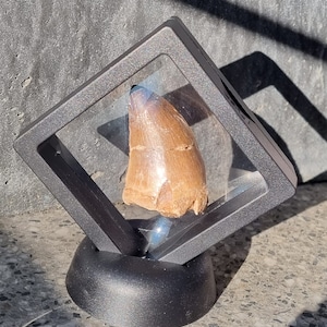 Real Mosasaurus Tooth (black)