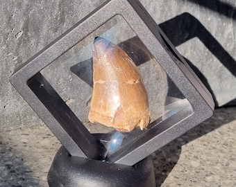 Real Mosasaurus tooth (black)