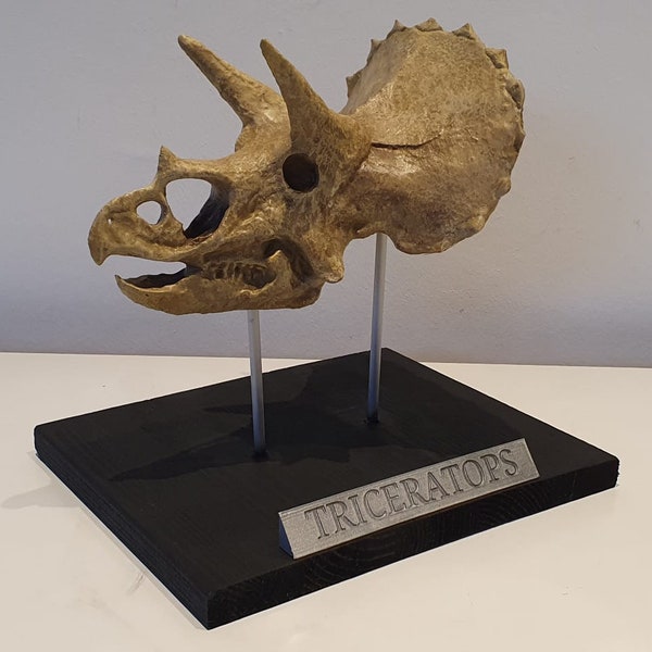 Triceratops Skulptur Deko Fossil mit Stand