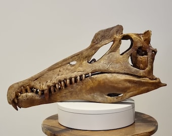 スピノサウルス　頭蓋骨　化石　レプリカ il_340x270.5759581947_euay.jpg