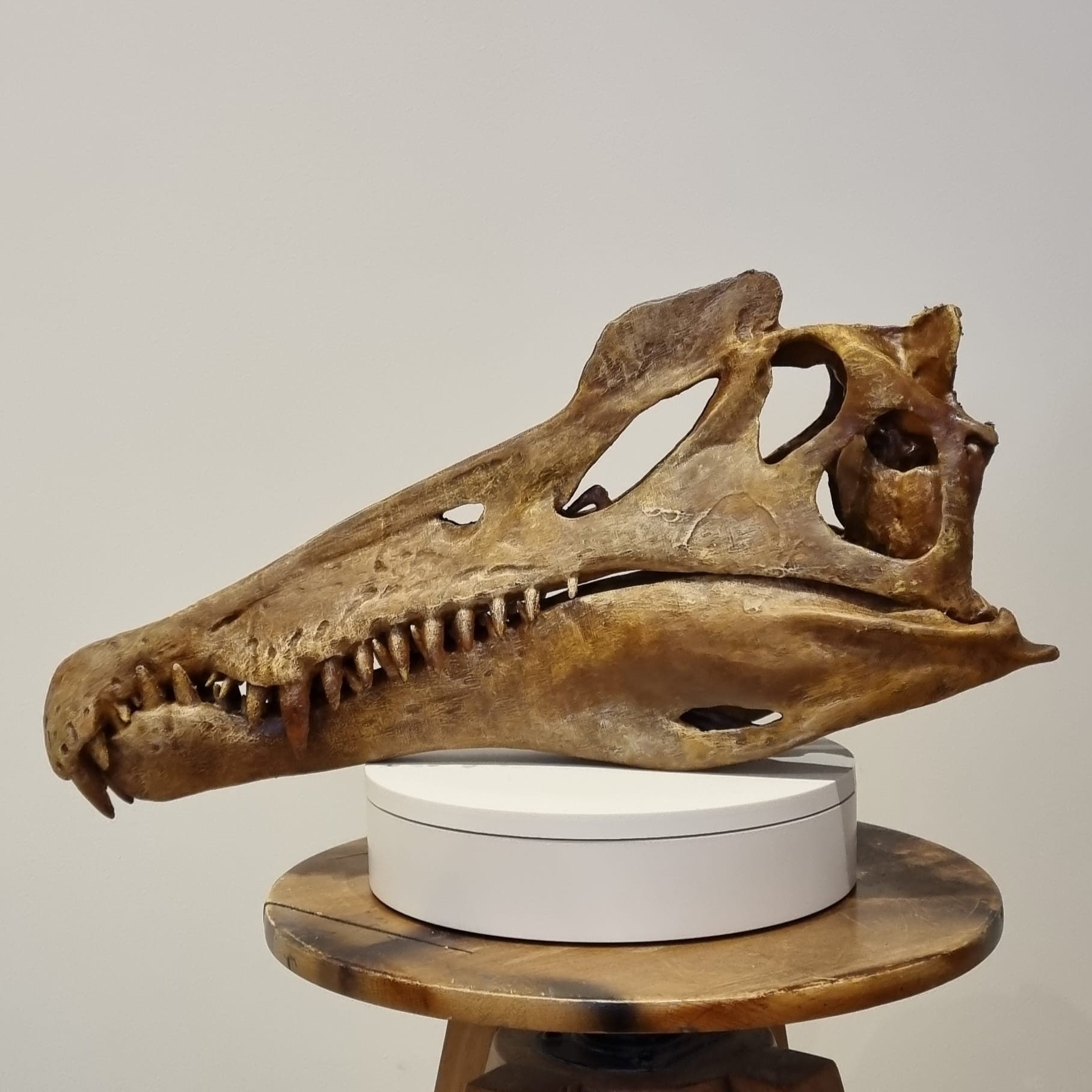 巨大なスピノサウルスの頭蓋骨（レプリカ） - Etsy 日本