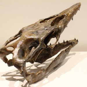 May include: A fossilized skull of a prehistoric marine reptile with sharp teeth and a long snout. The skull is brown and gray with a textured surface.
