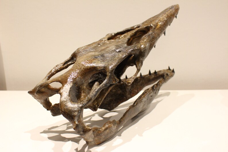May include: A fossilized skull of a prehistoric marine reptile with sharp teeth and a long snout. The skull is brown and gray with a textured surface.