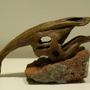Parasaurolophus skull dinosaur fossil / dinosour skull