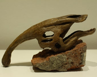Fossile de dinosaure de crâne de Parasaurolophus / crâne de dinosaure