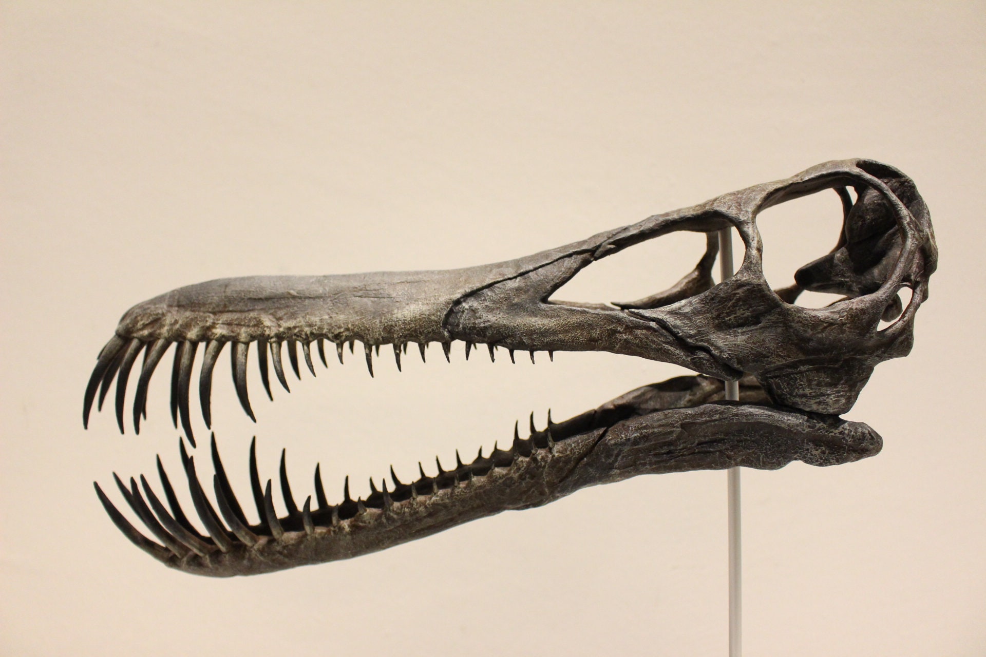 dinosaur skull price