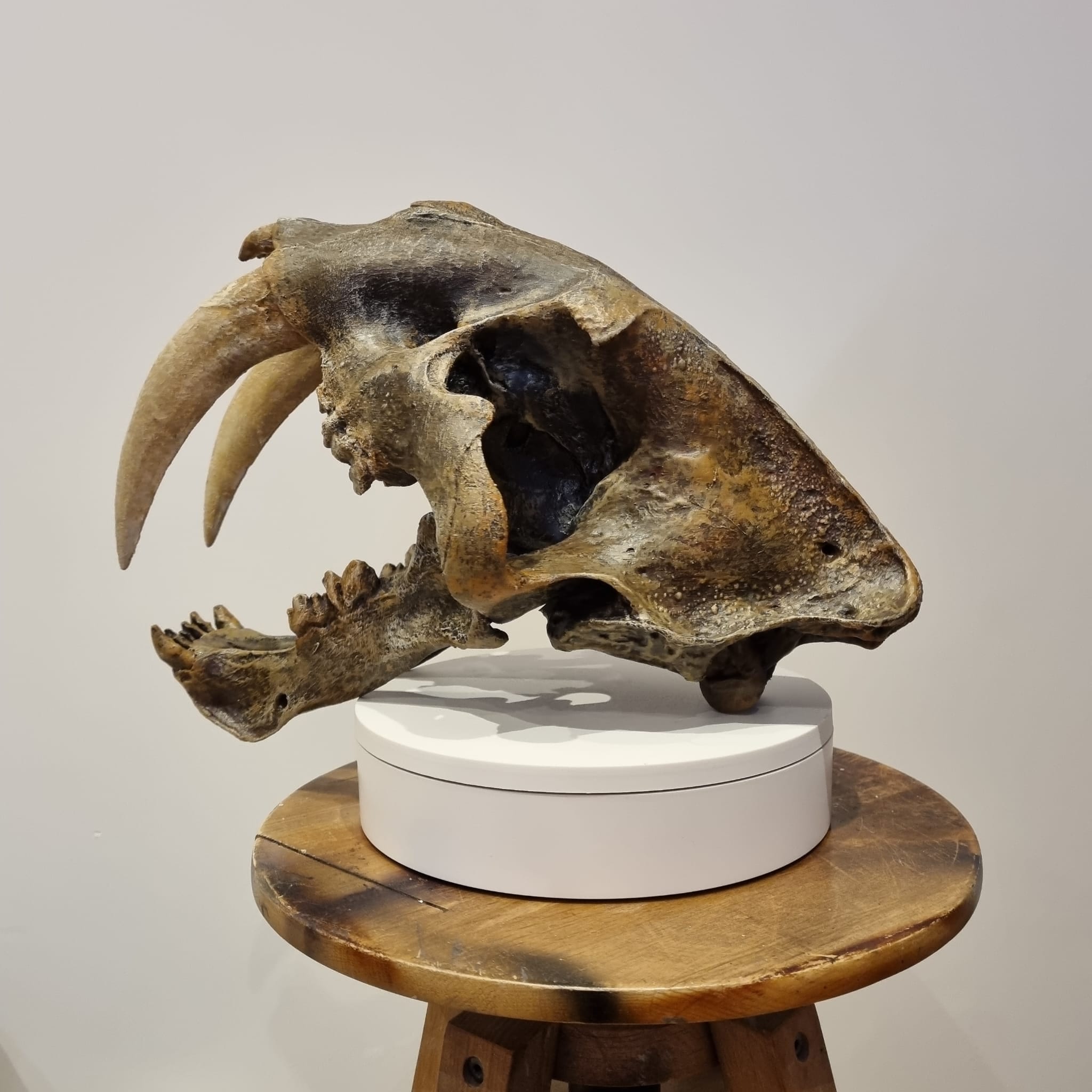 Ciondolo Teschio Tigre Dai Denti A Sciabola In Acciaio Inox: Collana Punk Gotica Uomo, Stile Vichingo - 4