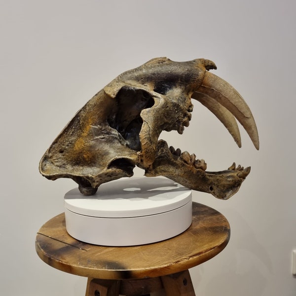 Smilodon skull saber-toothed tiger (replica)