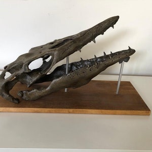 May include: A fossilized skull of a prehistoric marine reptile, mounted on a wooden base with metal supports. The skull is brown and gray, with sharp teeth and a long snout.