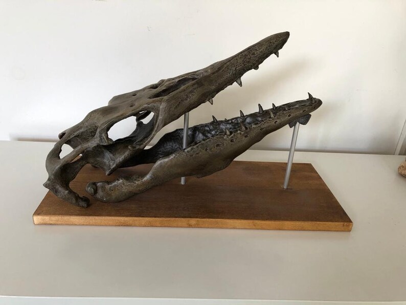 May include: A fossilized skull of a prehistoric marine reptile, mounted on a wooden base with metal supports. The skull is brown and gray, with sharp teeth and a long snout.