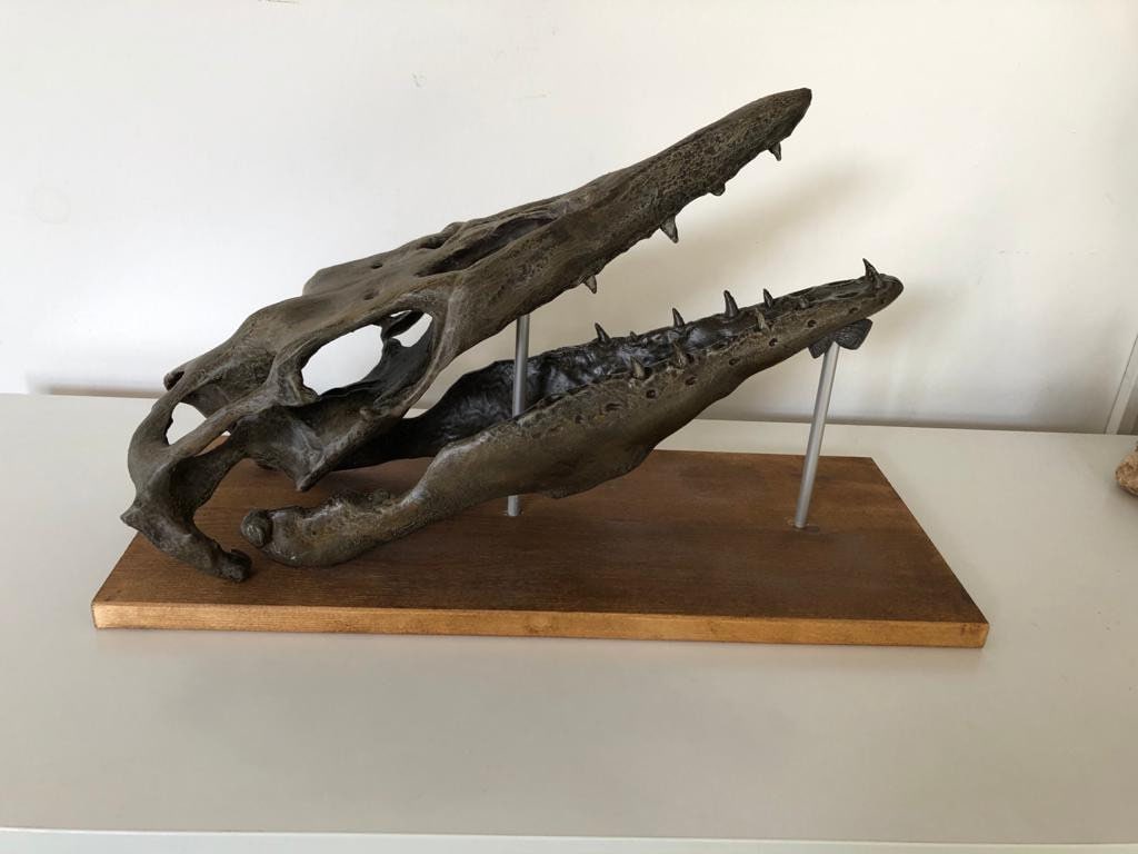 mosasaur skeleton for sale