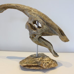 Pezzo unico: cranio fossile di dinosauro Parasaurolophus / cranio di dinosauro