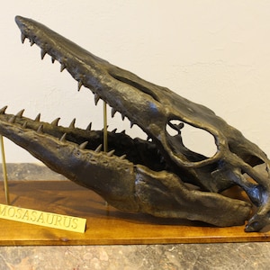 Limited Edition Mosasaurus Skull Fossil &quot;Black Pearl&quot;