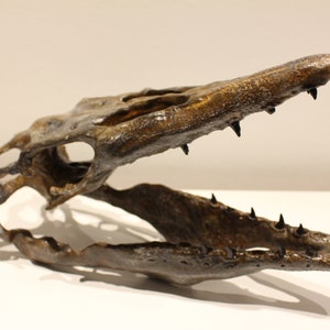 May include: A fossilized skull of a prehistoric marine reptile with sharp teeth. The skull is brown and has a textured surface. The jaw is open, revealing the teeth.