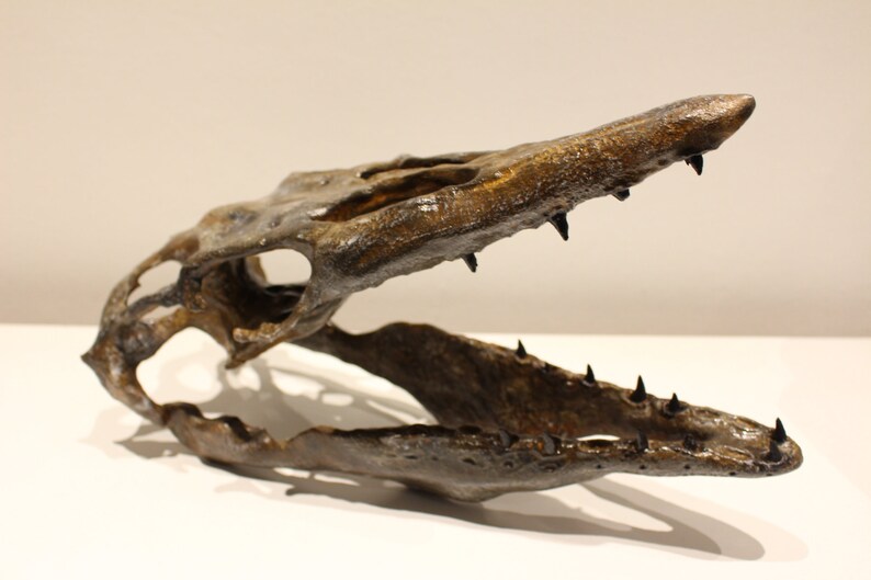 May include: A fossilized skull of a prehistoric marine reptile with sharp teeth. The skull is brown and has a textured surface. The jaw is open, revealing the teeth.