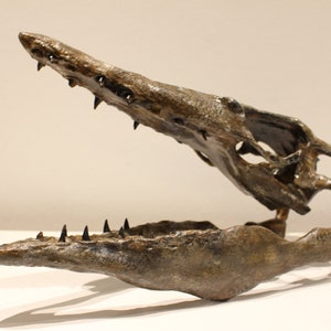 May include: A fossilized skull of a prehistoric marine reptile with sharp teeth. The skull is brown and has a textured surface. The jaw is open, revealing the teeth.