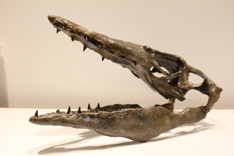 May include: A fossilized skull of a prehistoric marine reptile with sharp teeth. The skull is brown and has a textured surface. The jaw is open, revealing the teeth.