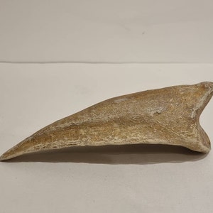 Spinosaurus claw