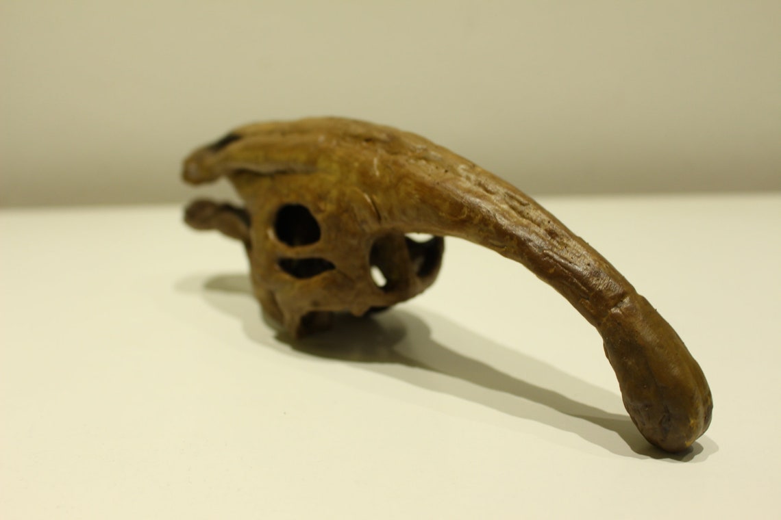 Parasaurolophus Skull Dinosaur Fossil / dinosour skull Etsy