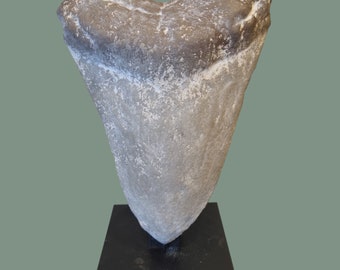 Megalodon tooth replica