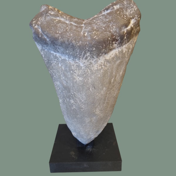 Megalodon Zahn Replika