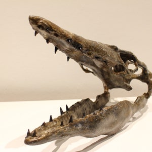 May include: A fossilized skull of a prehistoric marine reptile with sharp teeth and a large open jaw. The skull is brown and gray with a textured surface.