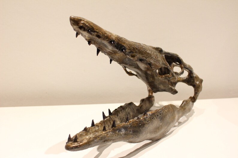 May include: A fossilized skull of a prehistoric marine reptile with sharp teeth and a large open jaw. The skull is brown and gray with a textured surface.