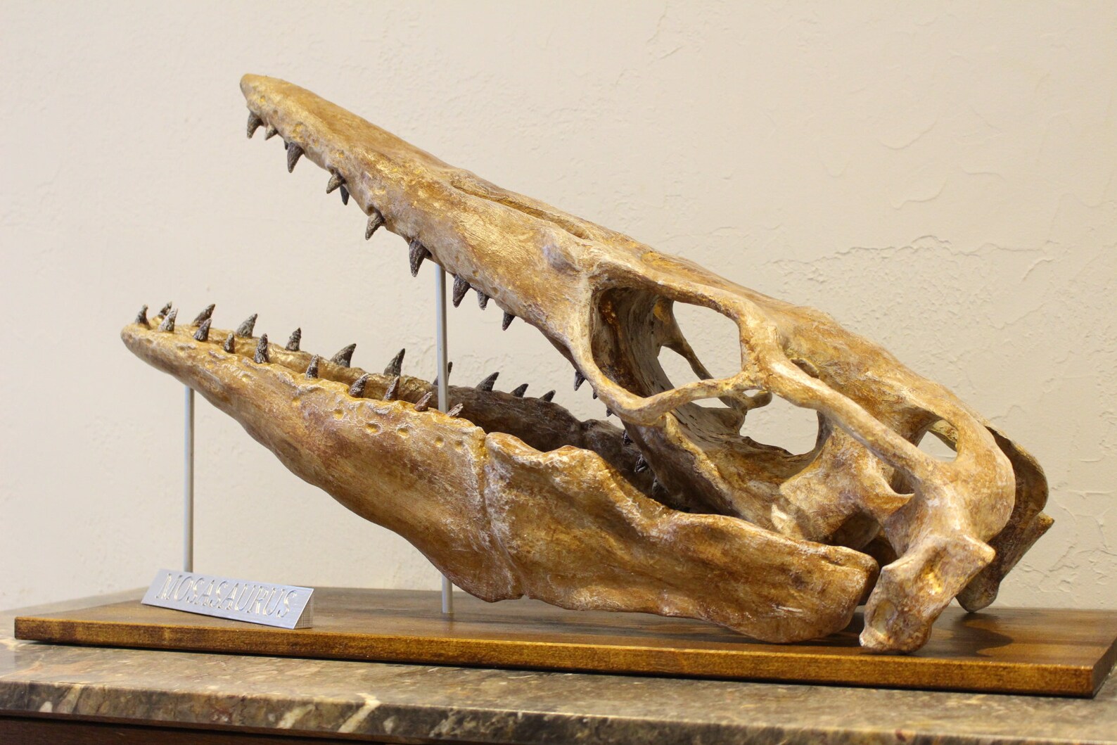 fossil of mosasaurus