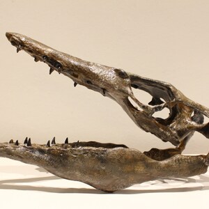 May include: A fossilized skull of a prehistoric marine reptile with sharp teeth. The skull is brown and has a textured surface. The jaw is open, revealing the teeth.