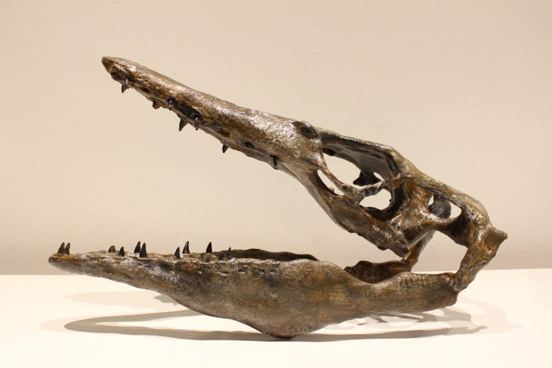May include: A fossilized skull of a prehistoric marine reptile with sharp teeth. The skull is brown and has a textured surface. The jaw is open, revealing the teeth.
