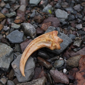 Small Velociraptor Claw (light)