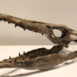 May include: A fossilized skull of a prehistoric marine reptile with sharp teeth. The skull is brown and gray with a textured surface. The jaw is open, revealing the teeth.
