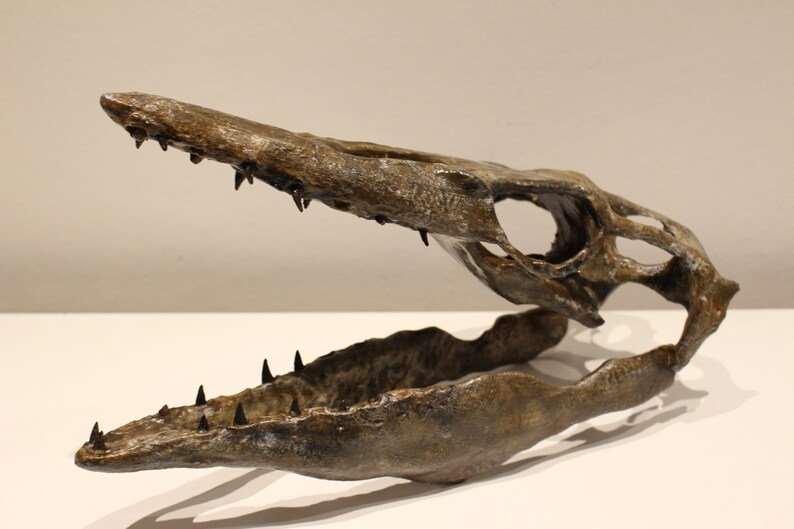 May include: A fossilized skull of a prehistoric marine reptile with sharp teeth. The skull is brown and gray with a textured surface. The jaw is open, revealing the teeth.