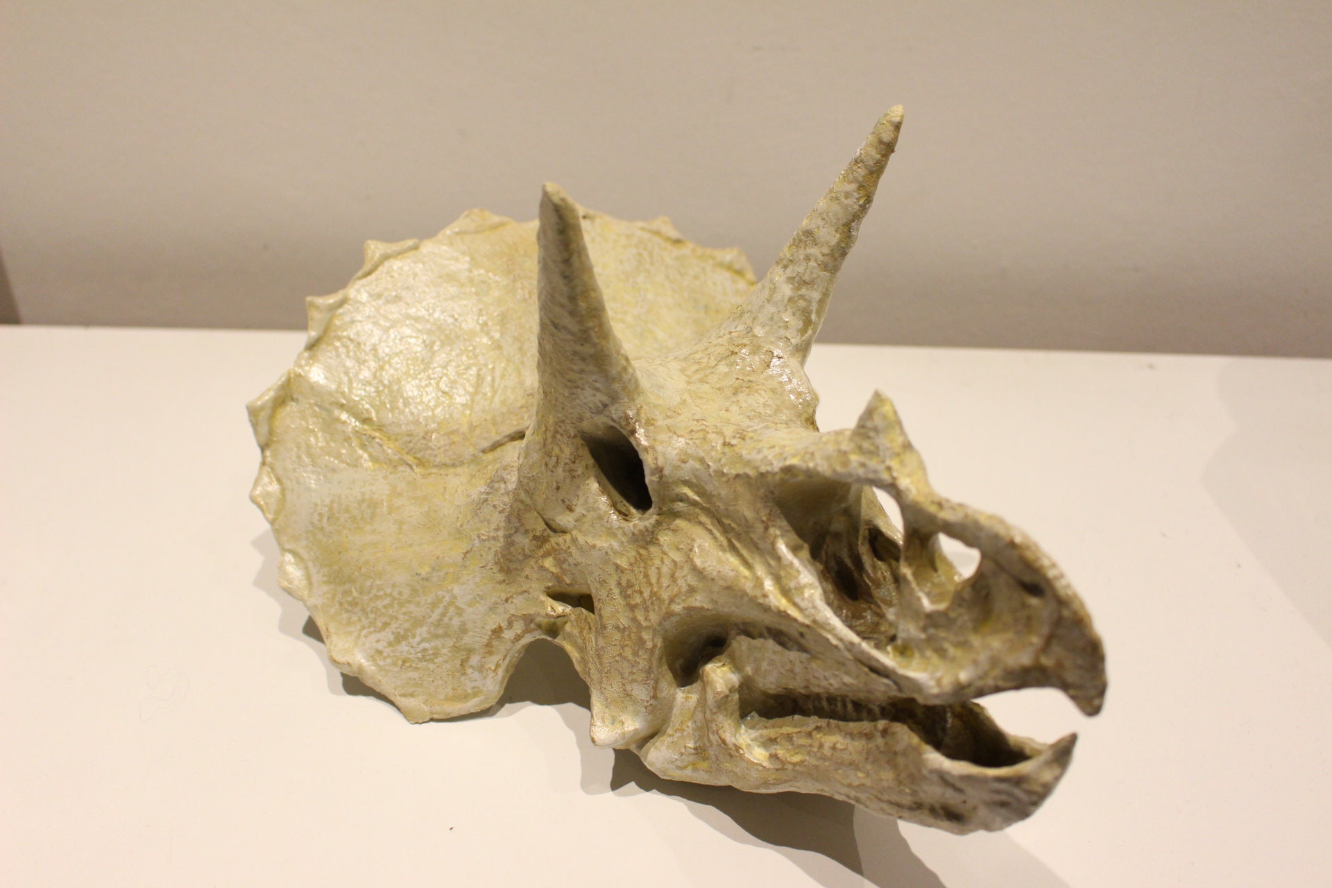 Giant/Large Triceratops Skeleton Skull Unique | Etsy