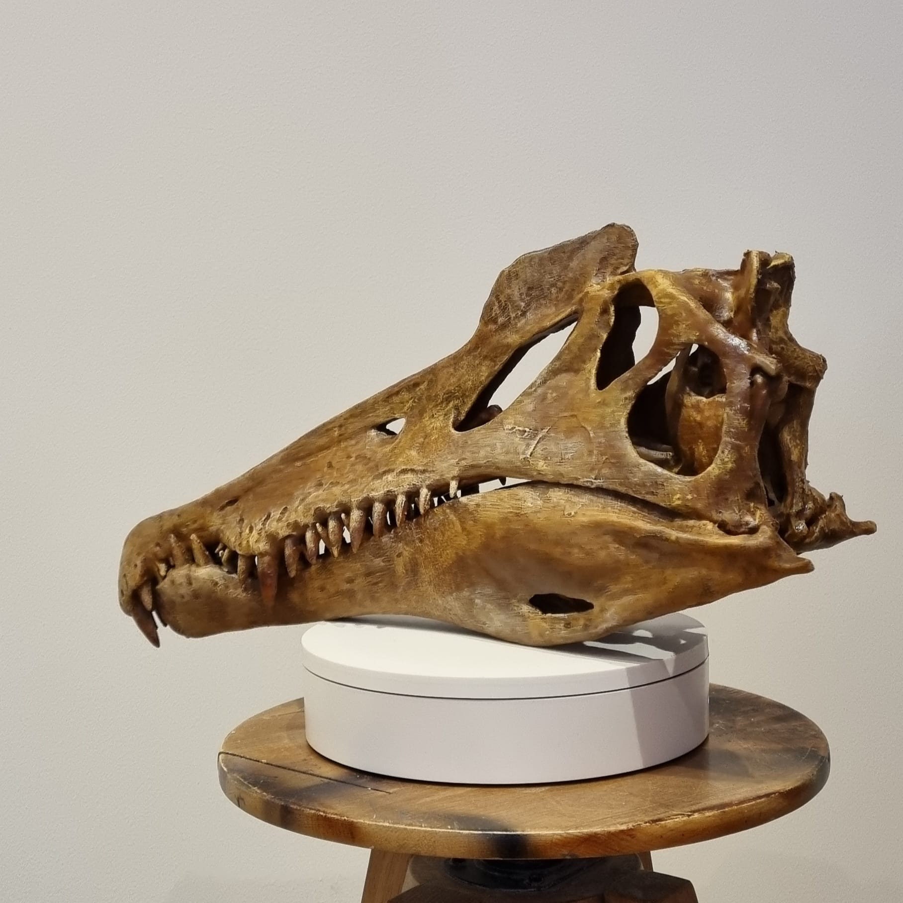 恐竜頭蓋骨　レプリカ Amazon.co.jp: ティラノサウルスの頭蓋骨 恐竜の頭蓋骨レプリカ 樹脂