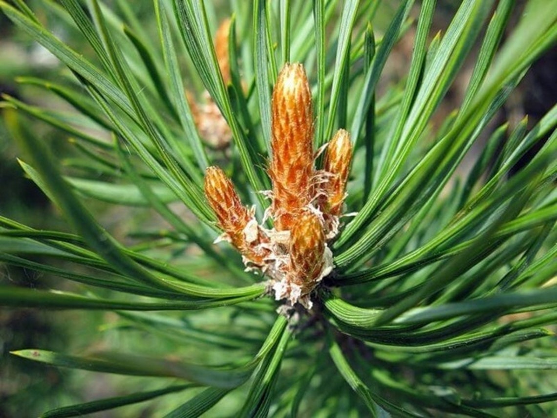 Pine buds Organic Certified Organic Herbs 25 oz 75gms. Etsy
