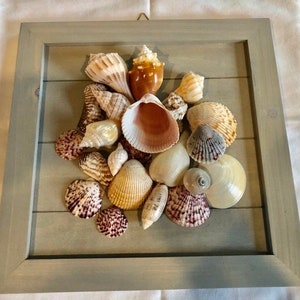 Shell Cluster Dekorative Boards
