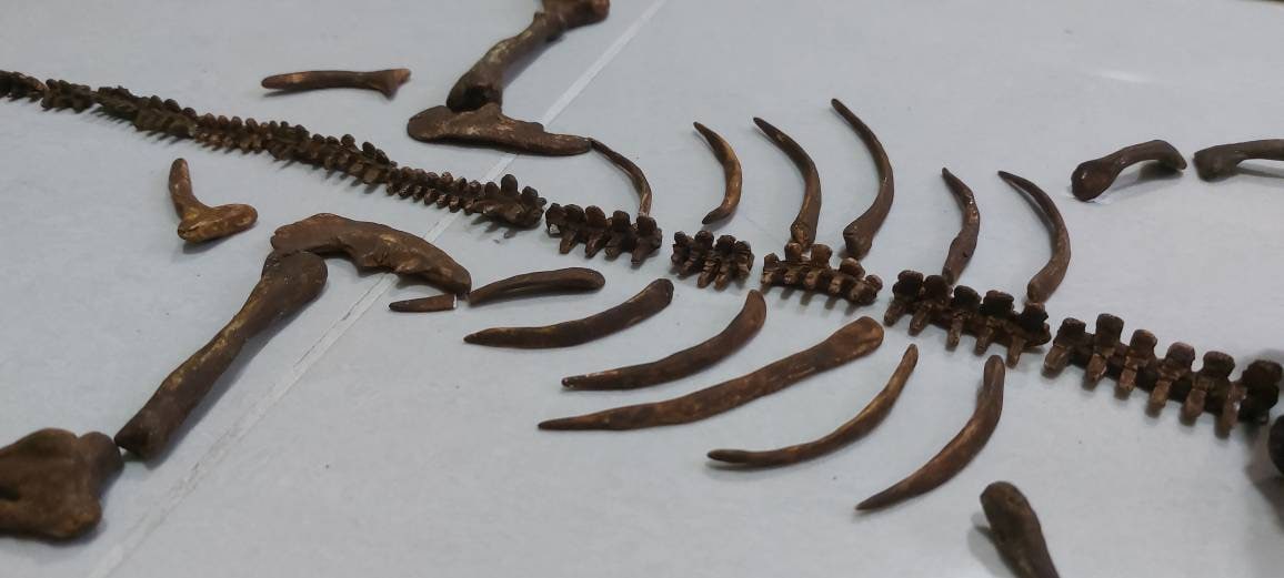 化石 プシッタコサウルス 骨格化石レプリカ プシッタコサウルス恐竜化石レプリカ博物館品質 - Etsy 日本