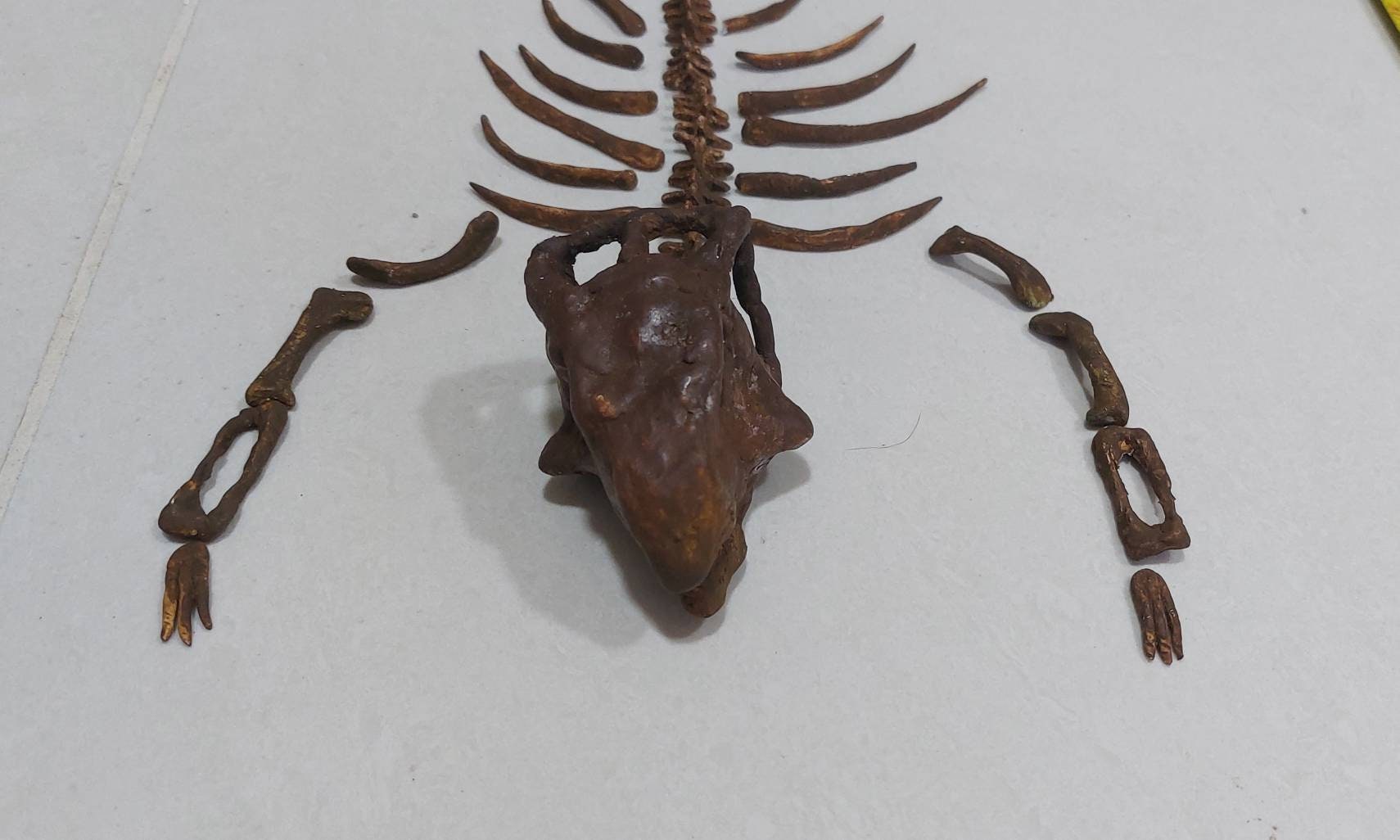化石 プシッタコサウルス 骨格化石レプリカ プシッタコサウルス恐竜化石レプリカ博物館品質 - Etsy 日本